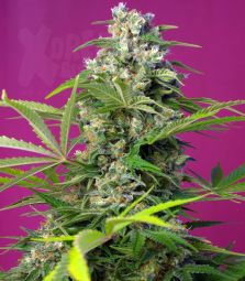 Sweet Seeds | Gorilla Girl 100% | 5 Samen