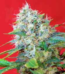 Sweet Seeds | Green Poison 100% | 5 Samen