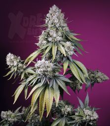 Sweet Seeds | Jealousy Z XL AUTO | 5 Samen