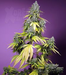 Sweet Seeds | Jet Fuel Mandarine XL AUTO | 5 Samen