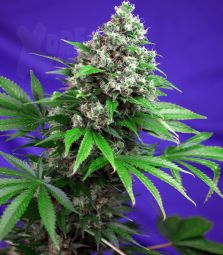 Sweet Seeds | Killer Kush FAST VERSION 100% | 5 Samen