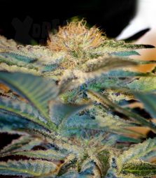 Sweet Seeds | Mohan Ram 100% | 5 Samen