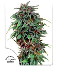 Dutch Passion | Durban Poison 100% | 5 Samen