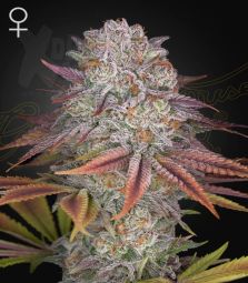 Greenhouse Seeds | Pulp Friction 100% | 3 Samen