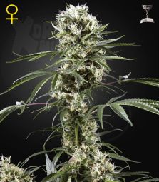 Greenhouse Seeds | Super Lemon Haze 100% | 5 Samen