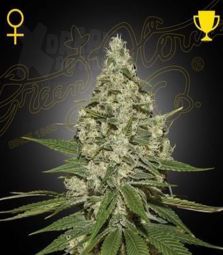 Greenhouse Seeds | Super Lemon Haze Auto 100% | 10 Samen