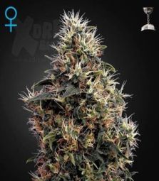 Greenhouse Seeds | Sweet Mango Auto 100% | 3 Samen